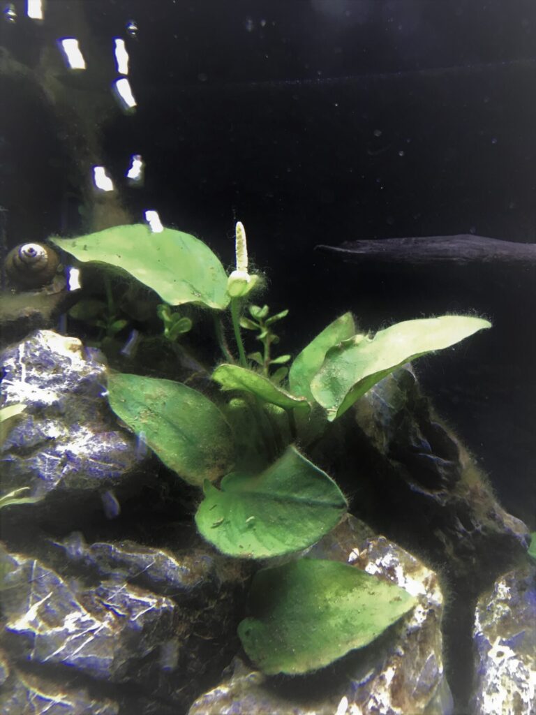 水槽で水草として育てていたアヌビアスナナに花が咲いた