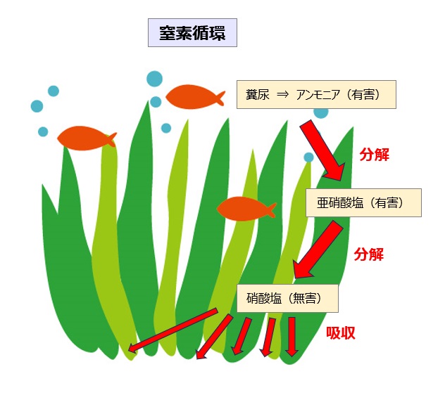 水槽の窒素が微生物によって分解され水草がそれを養分として吸収する窒素循環