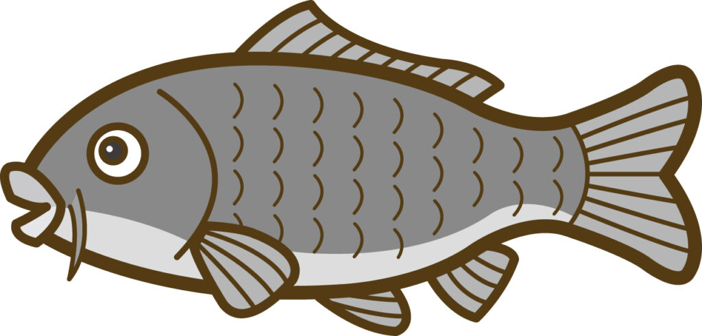 春の産卵時期を前に荒食いをし釣りやすくなる乗っ込みの鯉