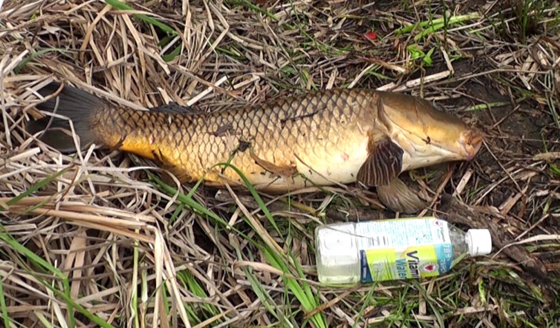 鯉の吸い込み仕掛けのぶっこみ釣りで釣れてきた50cm級の鯉