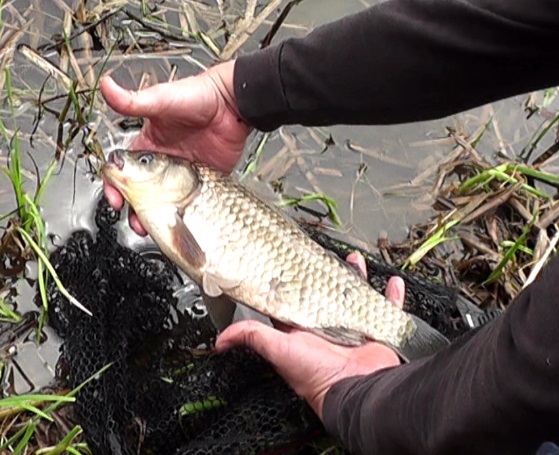 鯉釣りの吸い込み仕掛けの食わせ餌であるミミズを食って来た尺マブナ