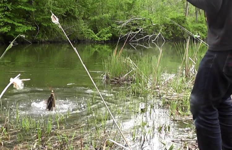 吸い込み仕掛けのぶっこみ釣りでヒットした鯉