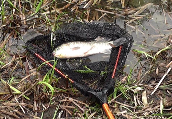 鯉の吸い込み釣りで釣れてきた大きなマブナをたも網でキャッチ
