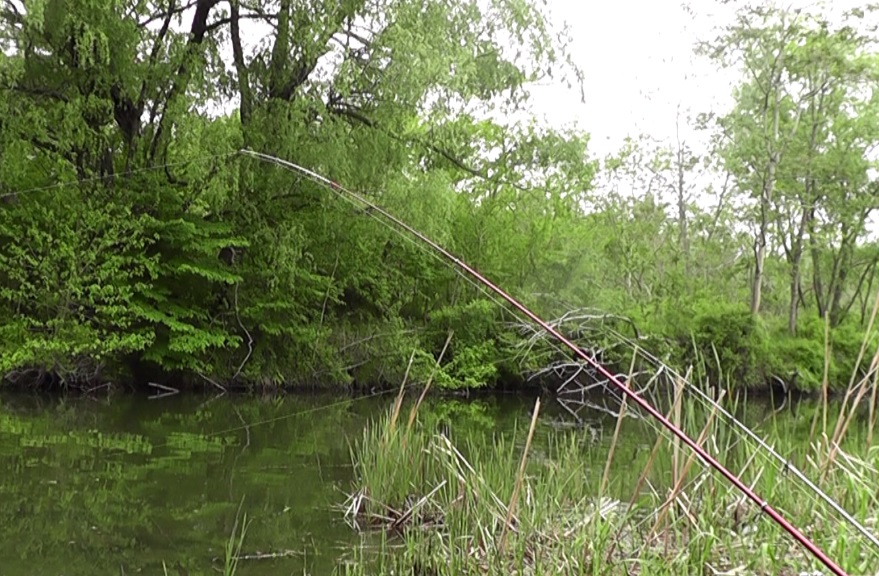 鯉の吸い込み釣りでは複数の竿に仕掛けを付けてぶっこむ
