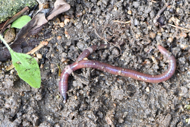 うなぎ釣りの餌には自分で採集したドバミミズが欠かせない