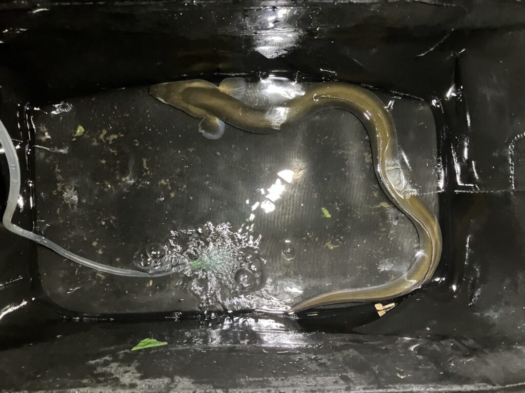 平塚市の金目川水系で釣りあげた60cmのうなぎ