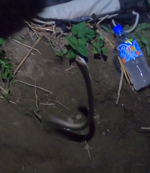 40cm未満の小さなうなぎは釣れたら即リリースする