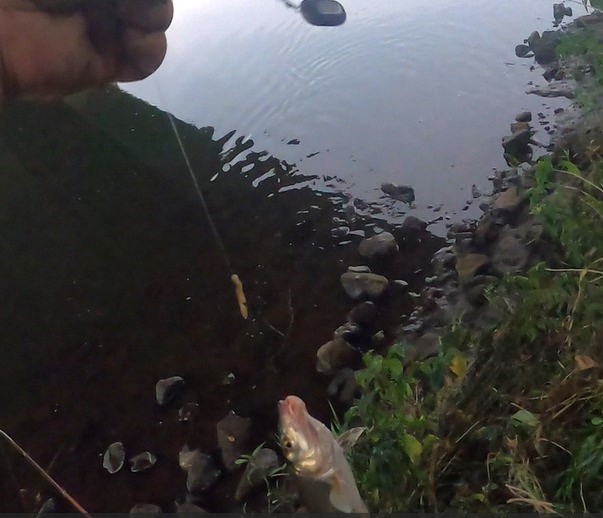 うなぎ釣りで釣れてきた20cm程のニゴイ