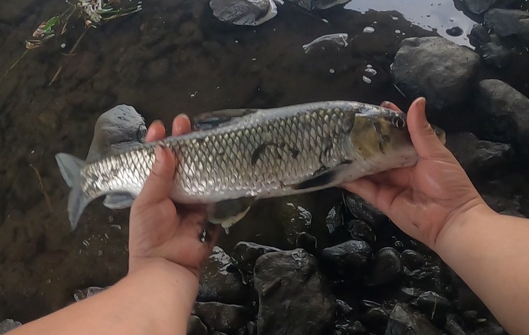うなぎ釣りで最初に釣れてきた40cmくらいのニゴイ