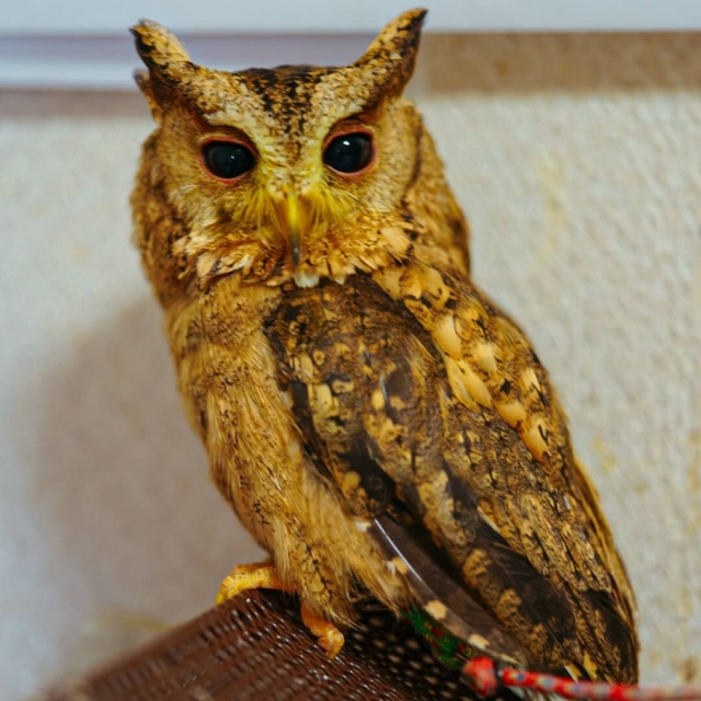 ミミズクには羽角（うかく）と呼ばれる耳のような羽根がある