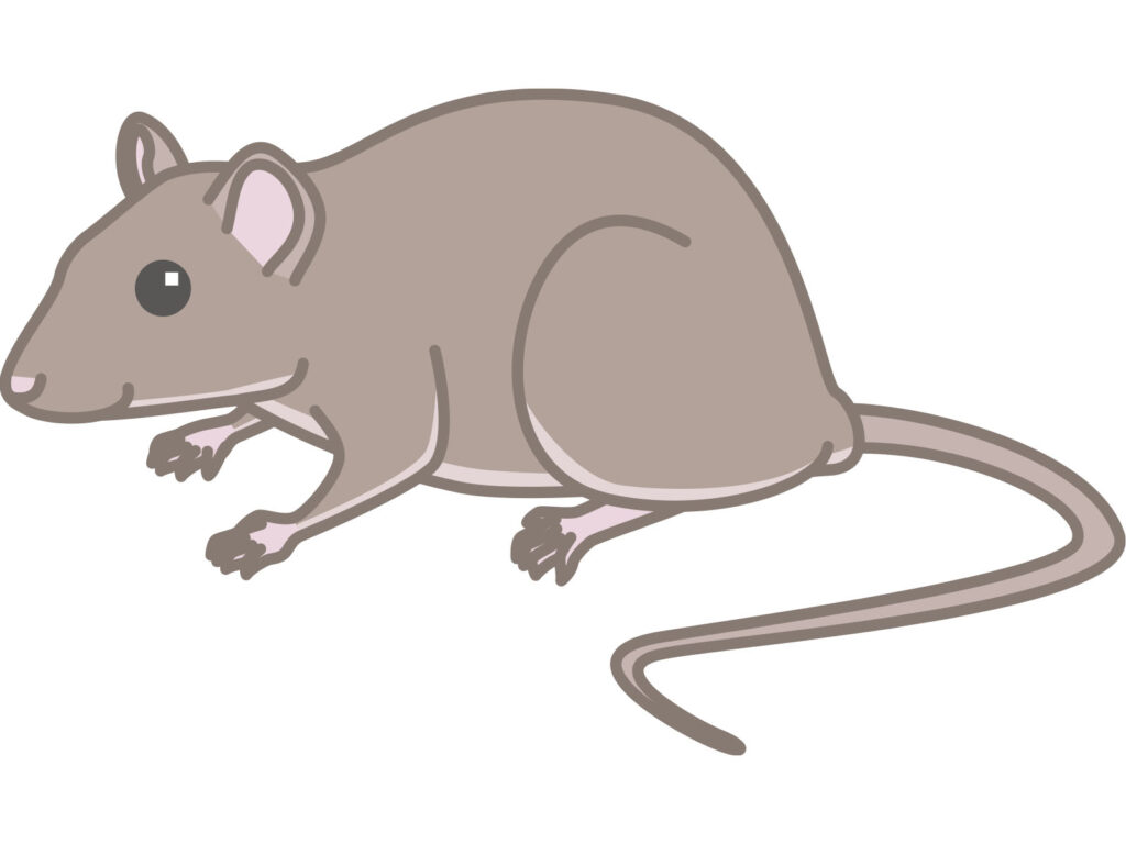 我が家のお庭で活動しているのはハツカネズミとしっぽの長いクマネズミ