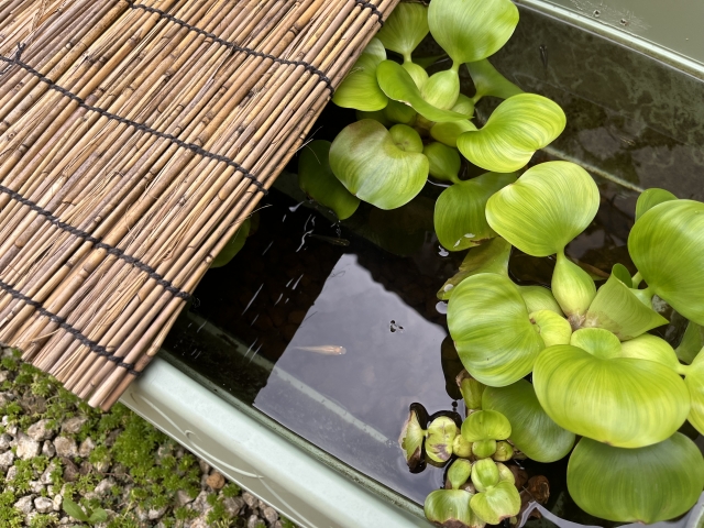 メダカの産卵床として優秀なホテイアオイはお日様が大好き