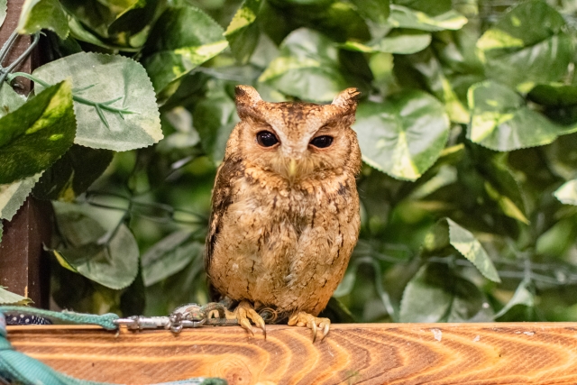 日本固有の小型のフクロウ”オオコノハズク”