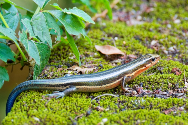 ニホントカゲなどの爬虫類は見た目が美しいが素人に長期飼育は難しい