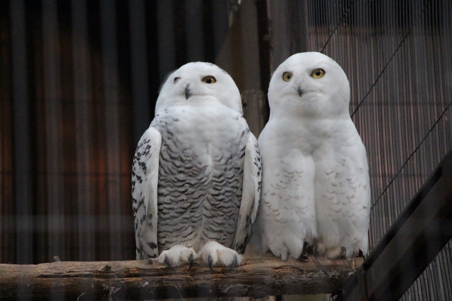 日本では北海道のみに生息するシロフクロウ