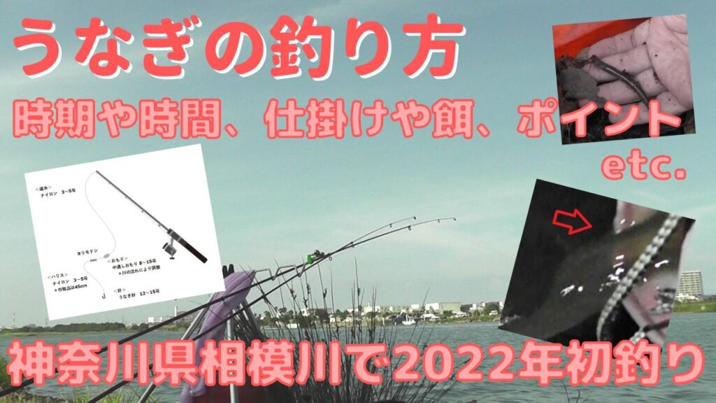 うなぎ釣りの方法－最適な時期や時間、仕掛けや餌、ポイントなど