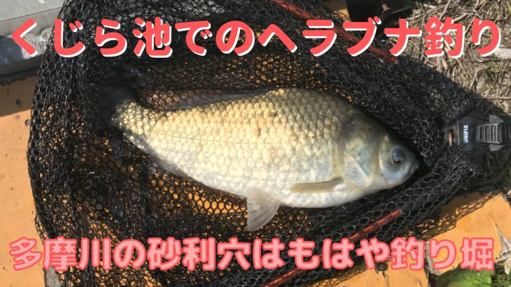 多摩川の砂利穴くじら池でのヘラブナ釣りはもはや釣り堀でした
