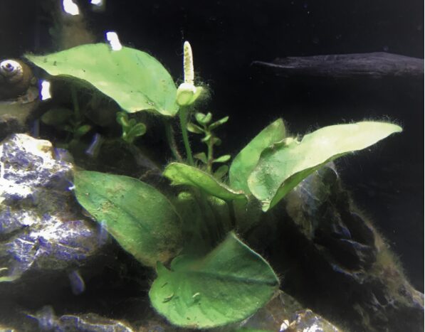 我が家の水槽で初めて花を咲かせたアヌビアスナナ