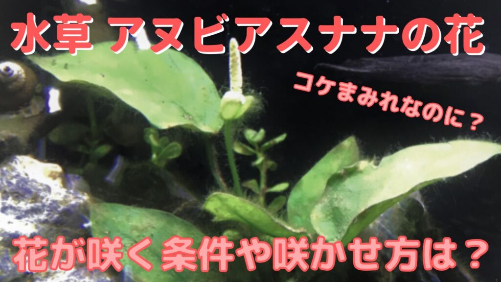 育てやすい水草アヌビアスナナの特徴と花の咲く条件や咲かせ方