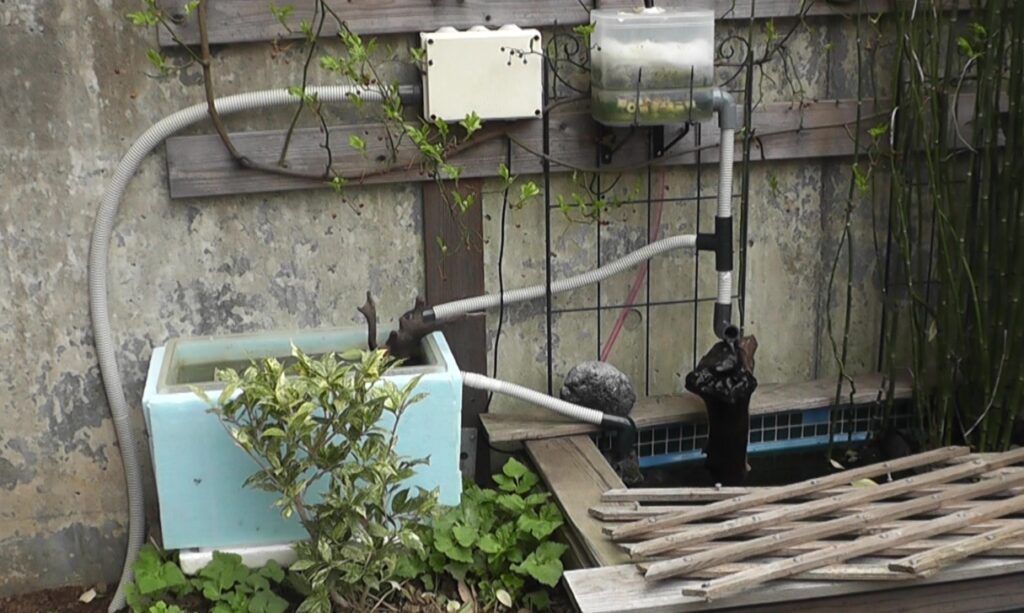 腹ペコのミミズクがビオトープのヤリタナゴを食べようとして溺死