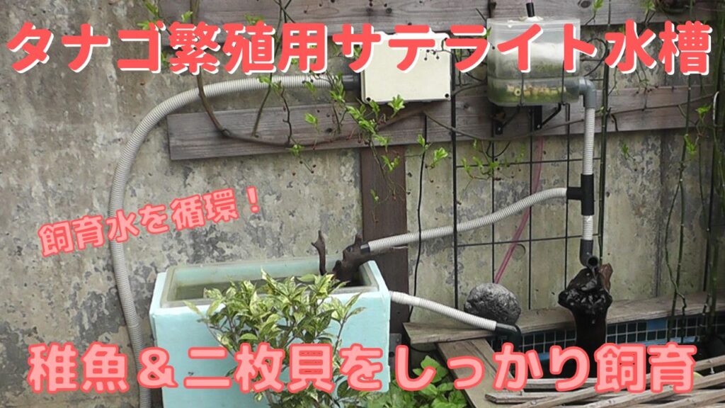 タナゴ繁殖用の稚魚・二枚貝飼育用屋外サテライト水槽を設置