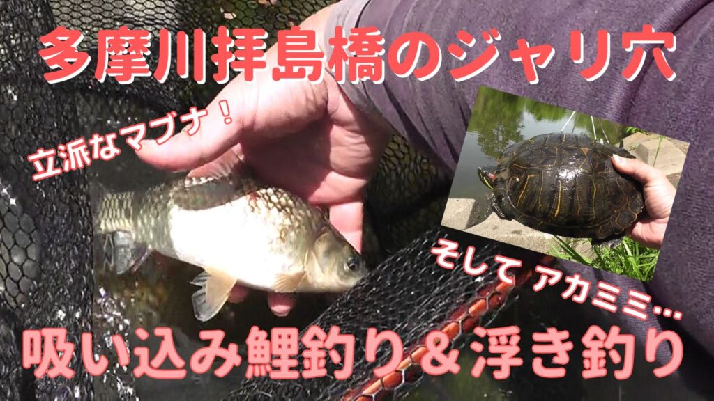 多摩川拝島橋のジャリ穴で吸い込み仕掛けの鯉釣りで鮒とアカミミガメ