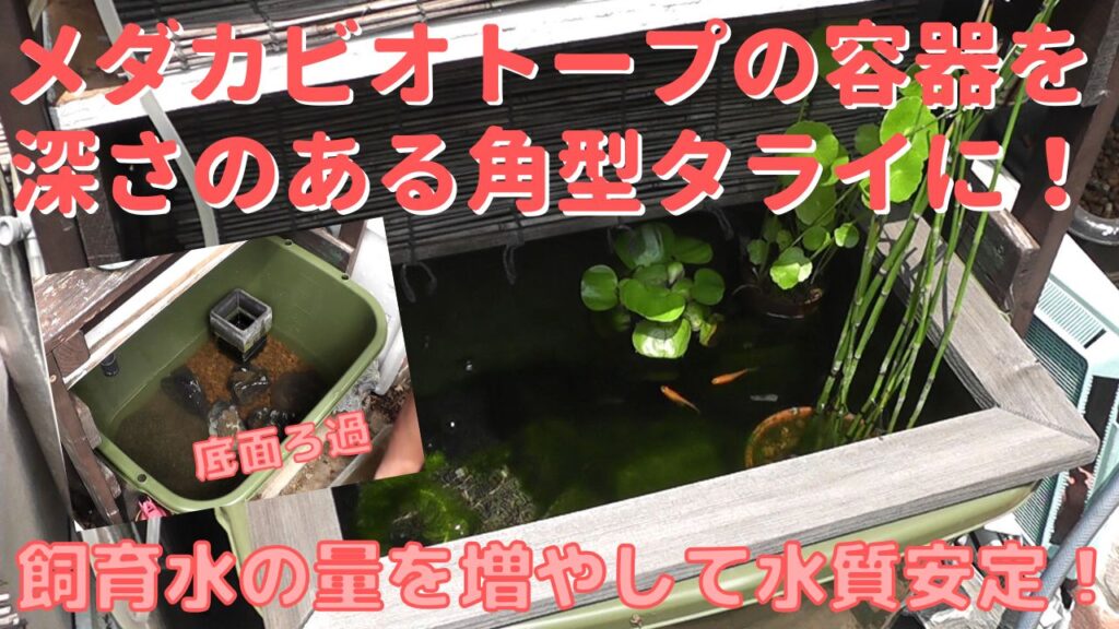 メダカ飼育ビオトープの容器を角型タライにして飼育水の容量を増やす