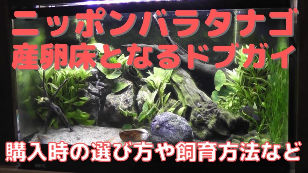 ニッポンバラタナゴの繁殖産卵床となるドブガイの選び方と飼育方法