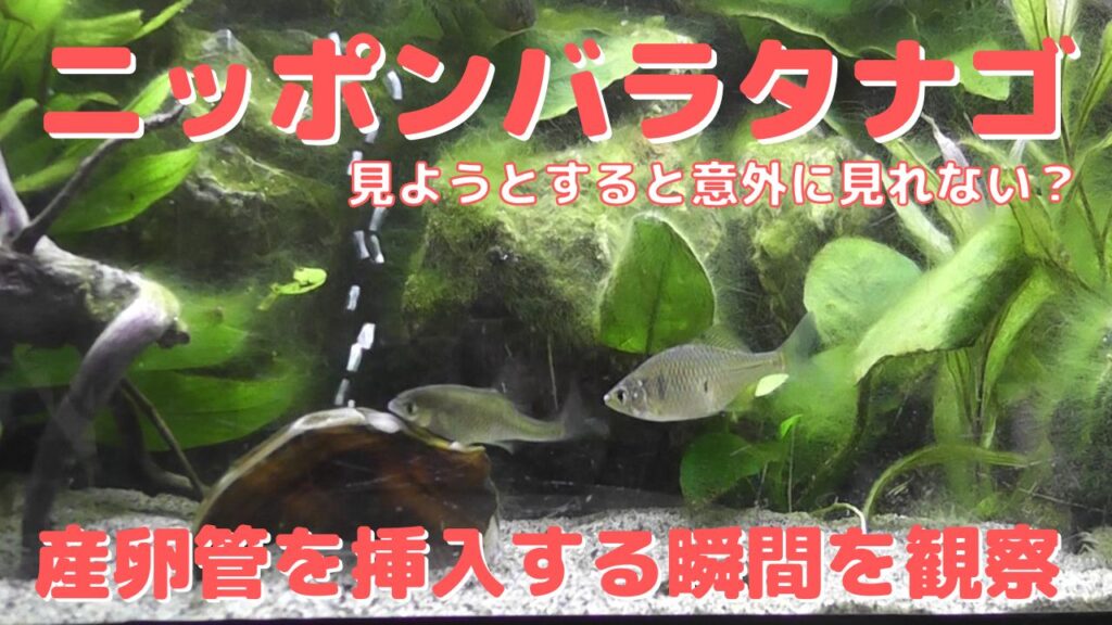 ニッポンバラタナゴが二枚貝に産卵管を挿入する瞬間を観察する