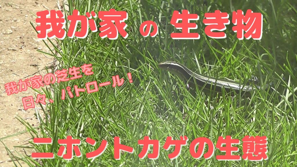 我が家の芝生をパトロールするニホントカゲの生態とカナヘビとの違い