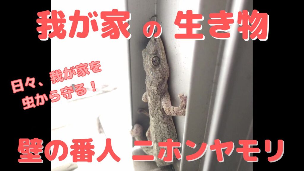 家の外壁の虫を食べて家を守るニホンヤモリを観察して生態を調べる