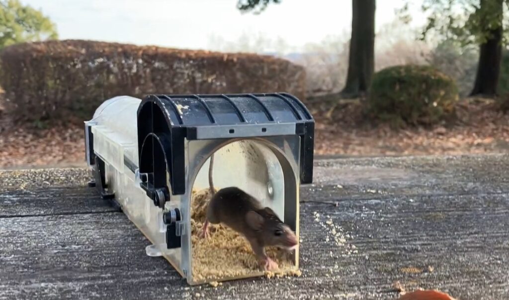 捕獲機で捕らえたハツカネズミを公園の高台で解放した