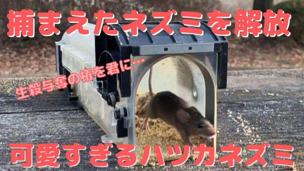 捕獲機でネズミを捕まえる方法と可愛いハツカネズミの解放