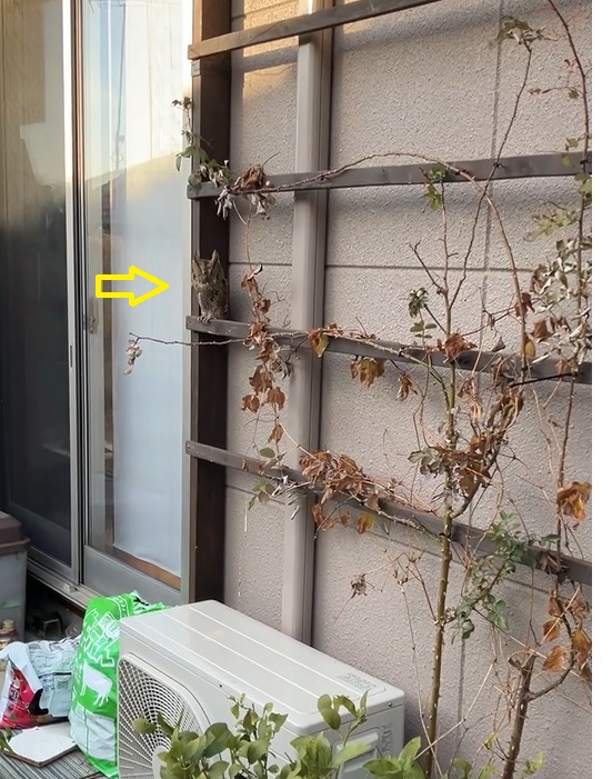 視線を感じた方向に目をやるとミミズクらしきものを発見