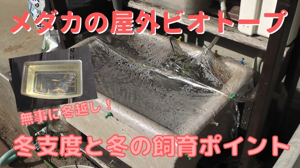 屋外ビオトープ飼育メダカの冬支度と冬の飼育ポイント、春の安否確認