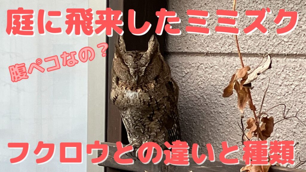 庭に飛来したミミズク-フクロウとの違いと日本に生息する種類