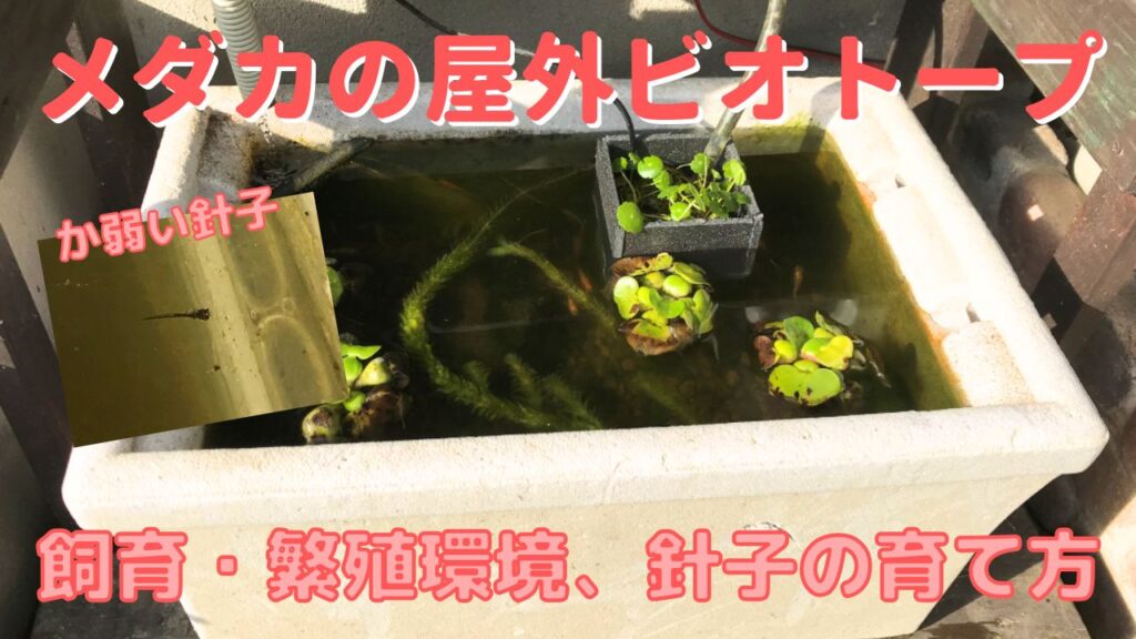 屋外ビオトープによるメダカの飼育・繁殖環境と針子の育て方