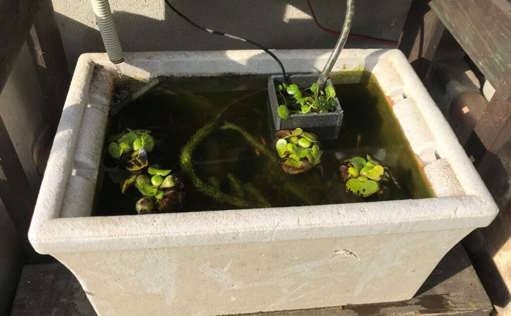 メダカのビオトープに使用しているメダカ飼育用の発泡鉢は容量が13L