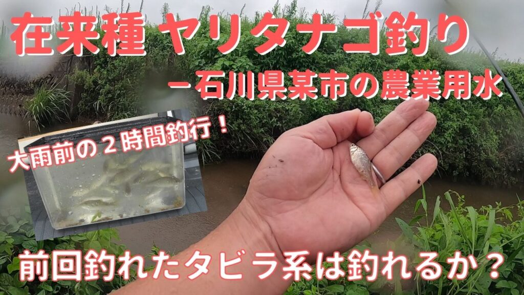 石川県の用水路で黄身練り餌での在来種ヤリタナゴ釣りでタビラ系も