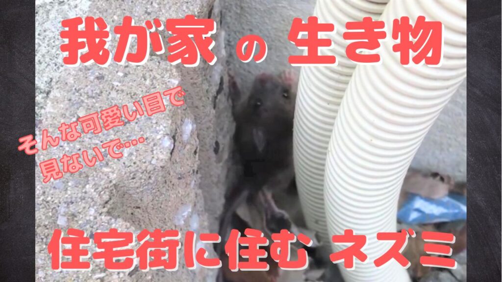 住宅街の庭に巣を作ったネズミを追いだし天然素材でネズミ除け対策