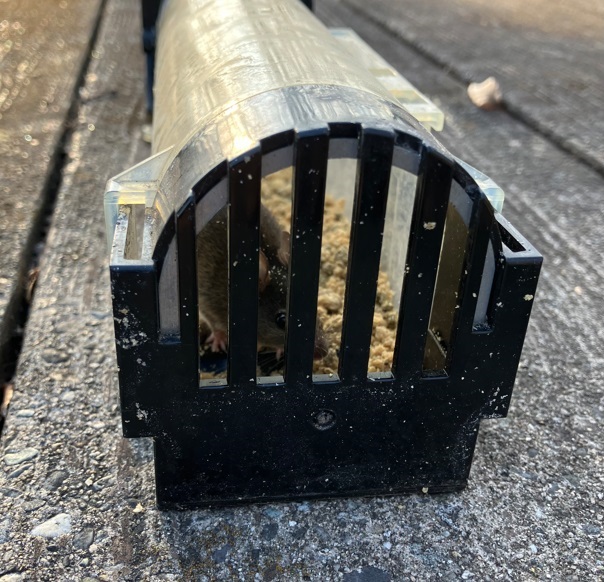 捕獲用のかごに入って捉えられたハツカネズミ