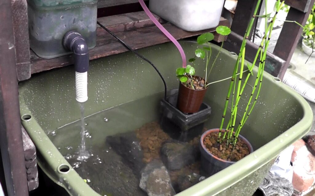 新設したビオトープに水生植物の鉢を設置