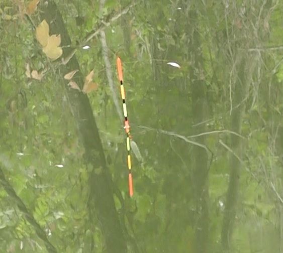 多摩川のジャリ穴くじら池でヘラブナのアタリを待つヘラ浮き