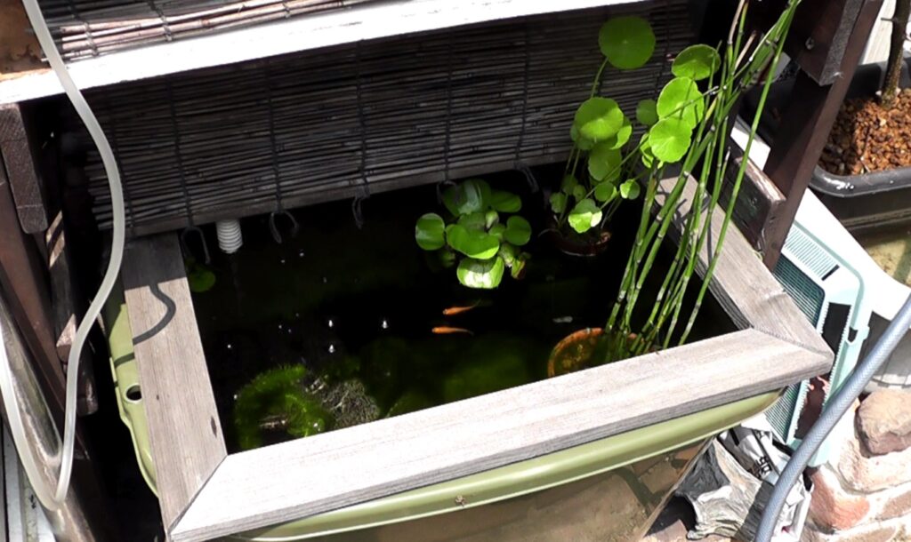 新設したビオトープにメダカやシマドジョウなどの生体を投入する