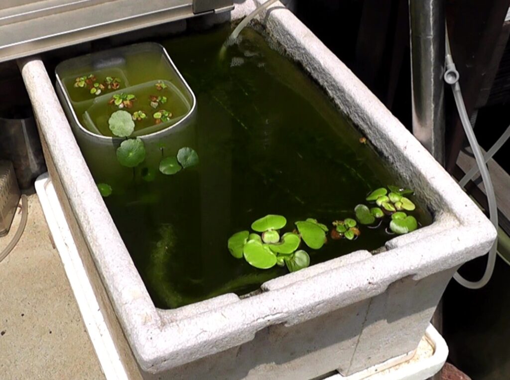 元々使用していたビオトープ用の発泡鉢を針子飼育用容器に流用する