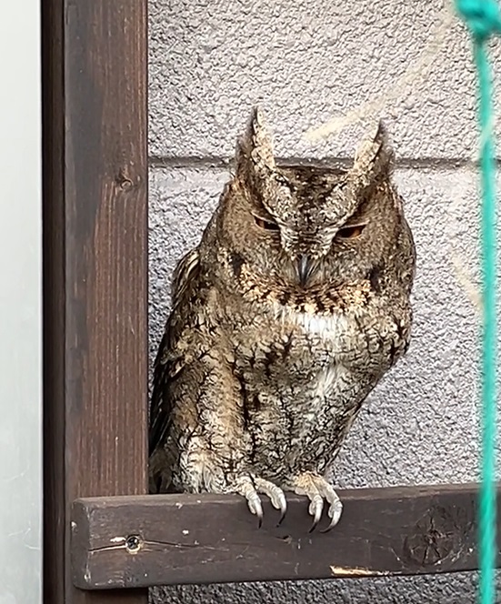 物音でうっすら目を開けたミミズク