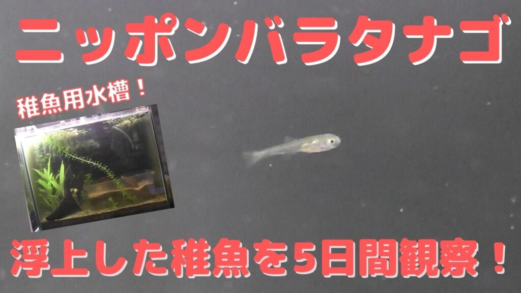 二枚貝から浮上したニッポンバラタナゴの稚魚の成長を５日間観察