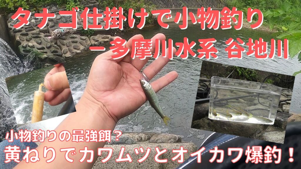 多摩川水系谷地川でタナゴ仕掛けと黄ねりでカワムツとオイカワ釣り
